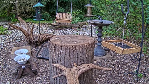 LIVE 24/7 Indiana Birds, Squirrels and Wildlife Feeder Cam