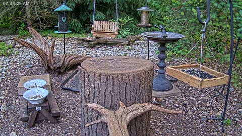 LIVE 24/7 Indiana Birds, Squirrels and Wildlife Feeder Cam
