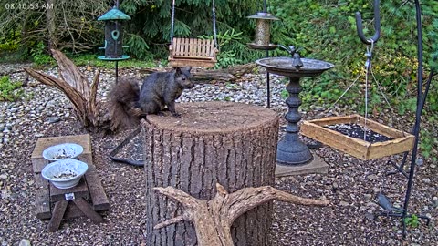 LIVE 24/7 Indiana Birds, Squirrels and Wildlife Feeder Cam