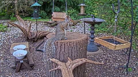 LIVE 24/7 Indiana Birds, Squirrels and Wildlife Feeder Cam