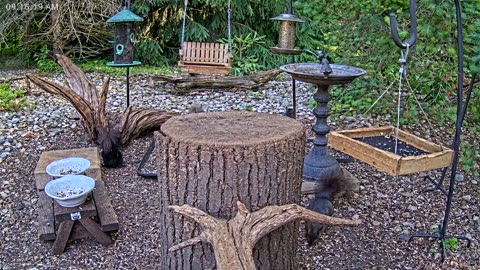 LIVE 24/7 Indiana Birds, Squirrels and Wildlife Feeder Cam