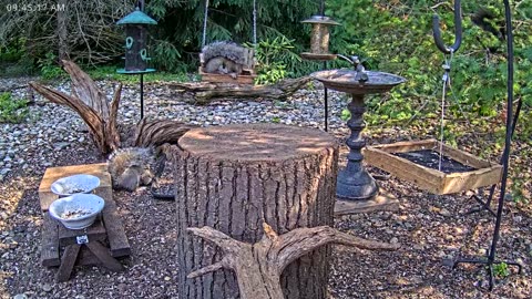 LIVE 24/7 Indiana Birds, Squirrels and Wildlife Feeder Cam