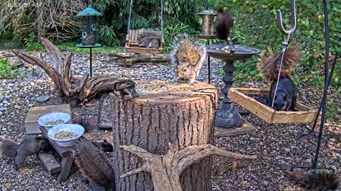 LIVE 24/7 Indiana Birds, Squirrels and Wildlife Feeder Cam