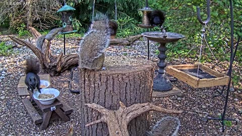 LIVE 24/7 Indiana Birds, Squirrels and Wildlife Feeder Cam