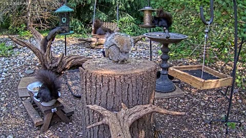 LIVE 24/7 Indiana Birds, Squirrels and Wildlife Feeder Cam