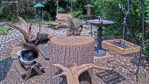 LIVE 24/7 Indiana Birds, Squirrels and Wildlife Feeder Cam