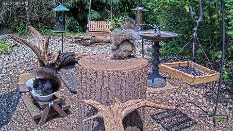 LIVE 24/7 Indiana Birds, Squirrels and Wildlife Feeder Cam