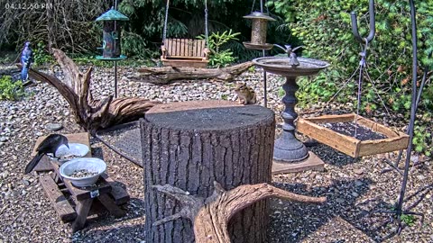 LIVE 24/7 Indiana Birds, Squirrels and Wildlife Feeder Cam