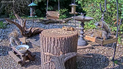 LIVE 24/7 Indiana Birds, Squirrels and Wildlife Feeder Cam