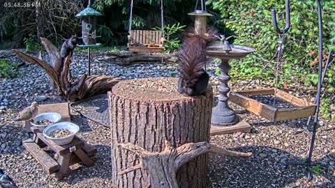 LIVE 24/7 Indiana Birds, Squirrels and Wildlife Feeder Cam