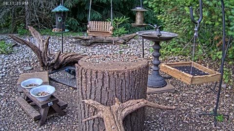 LIVE 24/7 Indiana Birds, Squirrels and Wildlife Feeder Cam