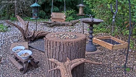 LIVE 24/7 Indiana Birds, Squirrels and Wildlife Feeder Cam