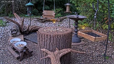 LIVE 24/7 Indiana Birds, Squirrels and Wildlife Feeder Cam