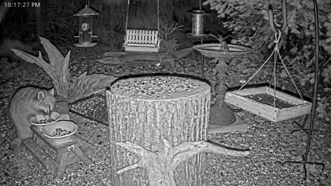 LIVE 24/7 Indiana Birds, Squirrels and Wildlife Feeder Cam