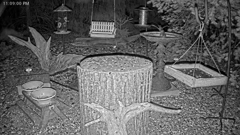 LIVE 24/7 Indiana Birds, Squirrels and Wildlife Feeder Cam