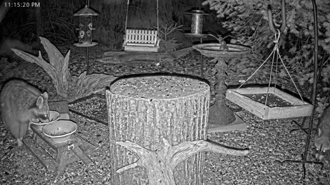 LIVE 24/7 Indiana Birds, Squirrels and Wildlife Feeder Cam