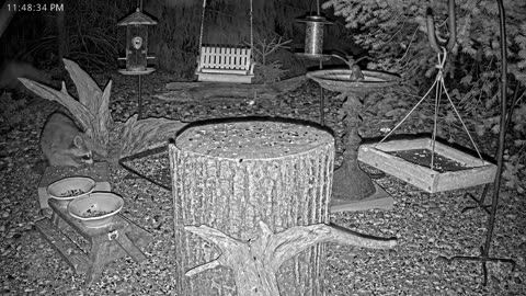 LIVE 24/7 Indiana Birds, Squirrels and Wildlife Feeder Cam