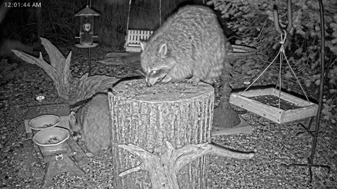 LIVE 24/7 Indiana Birds, Squirrels and Wildlife Feeder Cam