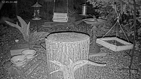 LIVE 24/7 Indiana Birds, Squirrels and Wildlife Feeder Cam