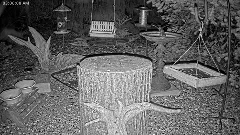 LIVE 24/7 Indiana Birds, Squirrels and Wildlife Feeder Cam