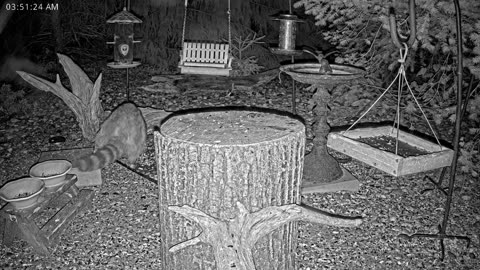 LIVE 24/7 Indiana Birds, Squirrels and Wildlife Feeder Cam