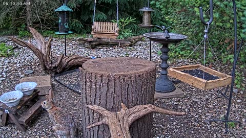 LIVE 24/7 Indiana Birds, Squirrels and Wildlife Feeder Cam