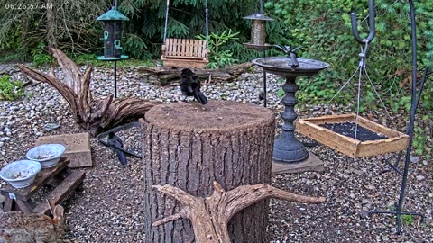 LIVE 24/7 Indiana Birds, Squirrels and Wildlife Feeder Cam