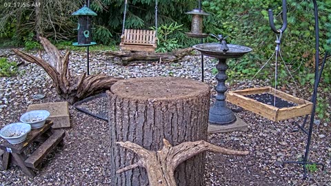 LIVE 24/7 Indiana Birds, Squirrels and Wildlife Feeder Cam