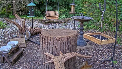 LIVE 24/7 Indiana Birds, Squirrels and Wildlife Feeder Cam