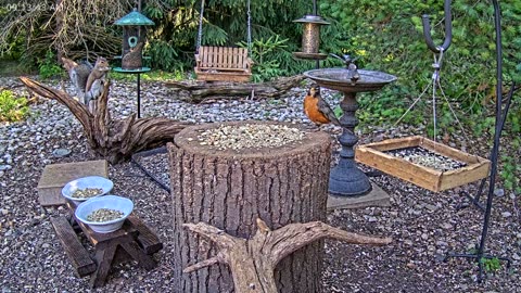LIVE 24/7 Indiana Birds, Squirrels and Wildlife Feeder Cam