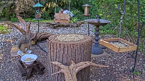 LIVE 24/7 Indiana Birds, Squirrels and Wildlife Feeder Cam
