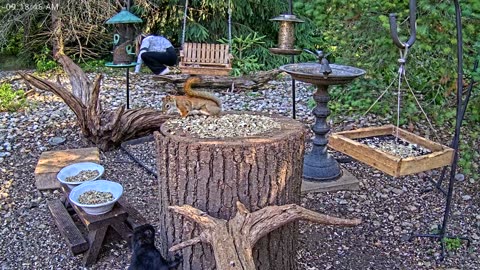 LIVE 24/7 Indiana Birds, Squirrels and Wildlife Feeder Cam