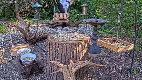 LIVE 24/7 Indiana Birds, Squirrels and Wildlife Feeder Cam