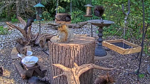 LIVE 24/7 Indiana Birds, Squirrels and Wildlife Feeder Cam