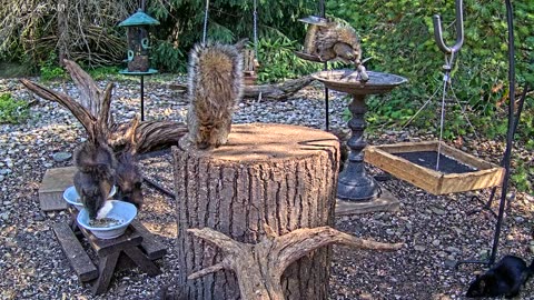 LIVE 24/7 Indiana Birds, Squirrels and Wildlife Feeder Cam