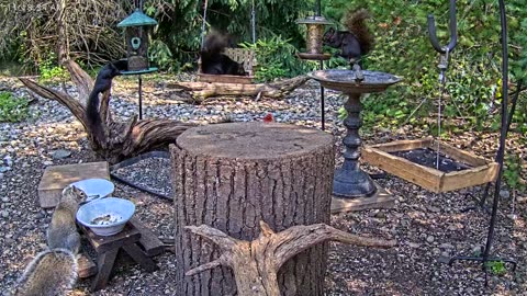 LIVE 24/7 Indiana Birds, Squirrels and Wildlife Feeder Cam