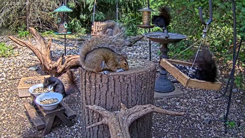 LIVE 24/7 Indiana Birds, Squirrels and Wildlife Feeder Cam