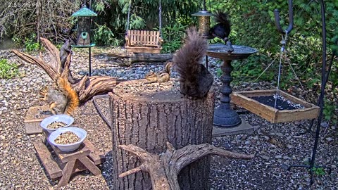 LIVE 24/7 Indiana Birds, Squirrels and Wildlife Feeder Cam