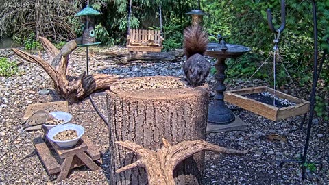 LIVE 24/7 Indiana Birds, Squirrels and Wildlife Feeder Cam