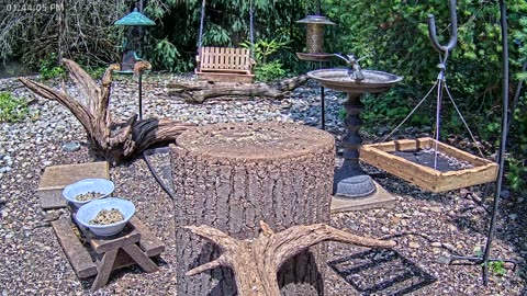 LIVE 24/7 Indiana Birds, Squirrels and Wildlife Feeder Cam