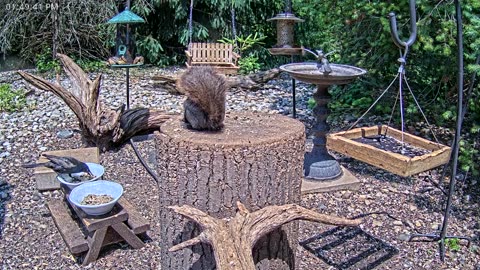 LIVE 24/7 Indiana Birds, Squirrels and Wildlife Feeder Cam