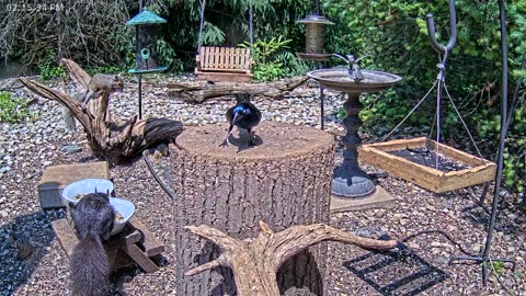 LIVE 24/7 Indiana Birds, Squirrels and Wildlife Feeder Cam