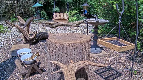 LIVE 24/7 Indiana Birds, Squirrels and Wildlife Feeder Cam