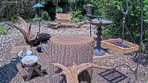 LIVE 24/7 Indiana Birds, Squirrels and Wildlife Feeder Cam