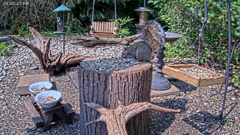 LIVE 24/7 Indiana Birds, Squirrels and Wildlife Feeder Cam