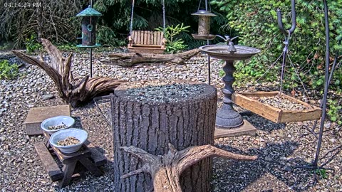 LIVE 24/7 Indiana Birds, Squirrels and Wildlife Feeder Cam