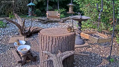 LIVE 24/7 Indiana Birds, Squirrels and Wildlife Feeder Cam