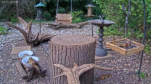 LIVE 24/7 Indiana Birds, Squirrels and Wildlife Feeder Cam