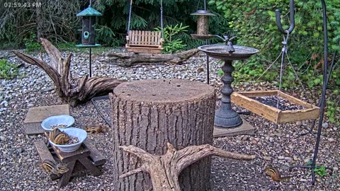 LIVE 24/7 Indiana Birds, Squirrels and Wildlife Feeder Cam