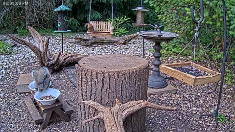 LIVE 24/7 Indiana Birds, Squirrels and Wildlife Feeder Cam